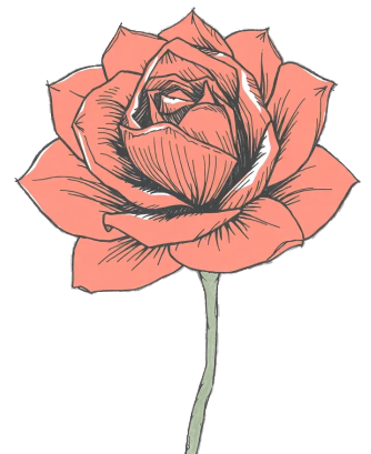 Coral Rose Flower